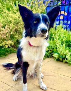 Toffee the black and white Border Collie sits and looks at the camera