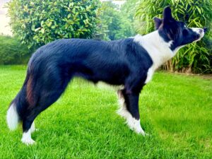 Toffee the black and white border collie stands sideways