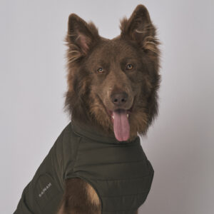 Yogi modelling for Rainah close up frontal with tongue out