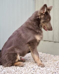 Yogi the brown and beige German Shepherd sits on a rug looking down