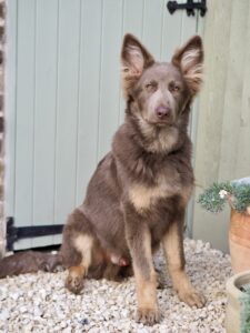 Yogi the brown and beige German Shepherd sits and looks at the camera