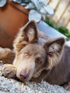 Yogi the brown and beige German Shepherd lies and looks at the camera