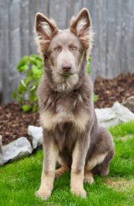 Yogi the brown and beige German Shepherd sits and looks at the camera