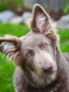 Yogi the brown and beige German Shepherd sits and looks at the camera with his head tilted