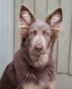 Yogi the brown and beige German Shepherd sits and looks at the camera