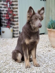 Yogi the brown and beige German Shepherd sits and looks past the camera