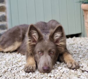 Yogi the brown and beige German Shepherd lies and looks at the camera