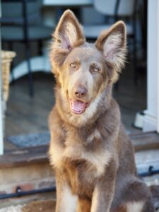 Yogi the brown and beige German Shepherd sits and looks at the camera with head tilted