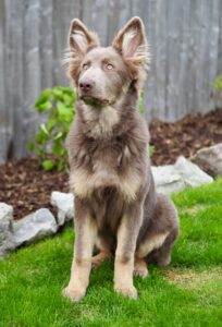 Yogi the brown and beige German Shepherd sits on the grass and looks upwards