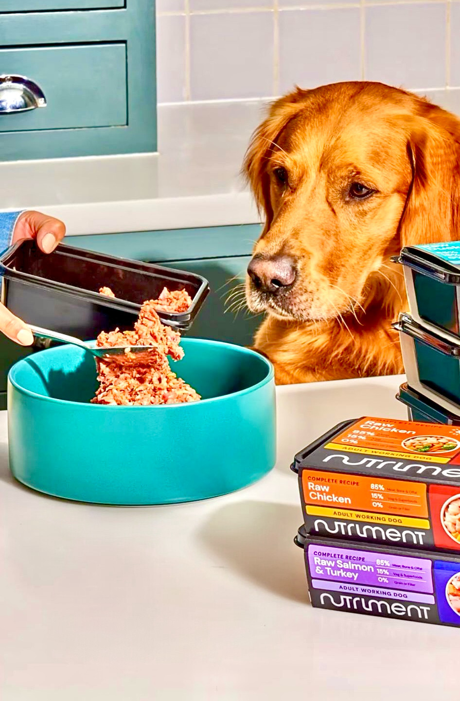 Ace the golden retriever on set for Nutriment