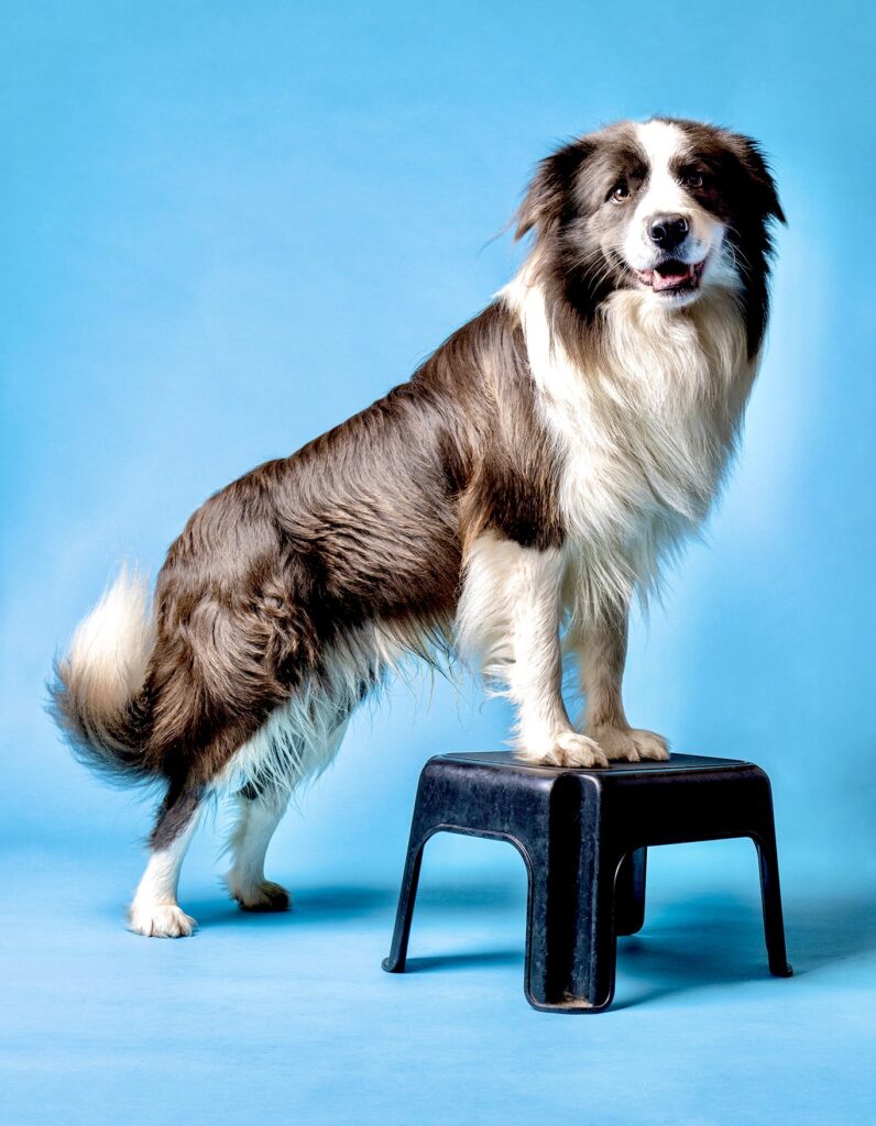 Mohawk the border collie on set