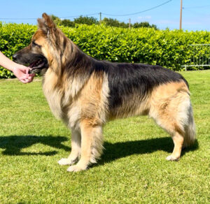 Simber the tri-colour german shepherd side view pose