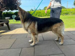 Simber the tri-colour german shepherd side view