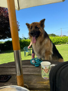 Simber the tri-colour german shepherd sitting at table