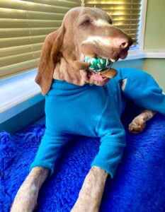 Wilma is dressed in clothes and holds a toy in her mouth