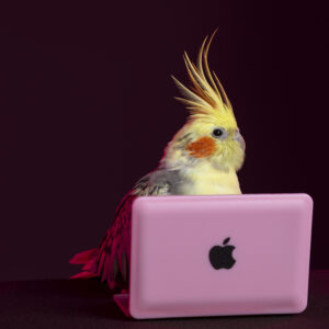 Yellow and Grey Pied Pearl Cockatiel with pink laptop