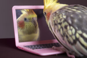 Yellow and Grey Pied Pearl Cockatiel reflection in pink laptop screen