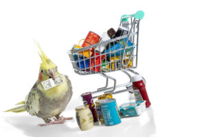 Yellow and Grey Pied Pearl Cockatiel with a shopping cart