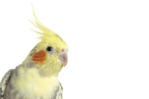 Yellow and Grey Pied Pearl Cockatiel