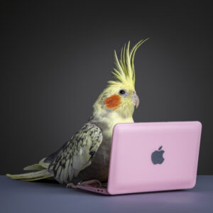 Yellow and Grey Pied Pearl Cockatiel with pink laptop