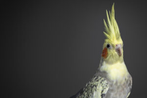 Yellow and Grey Pied Pearl Cockatiel front view