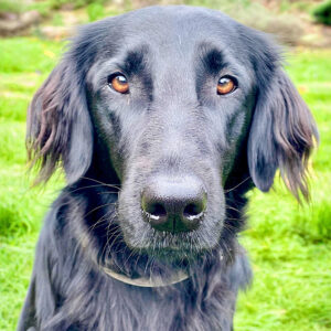 Dakota the Flat Coated Retriever close up head shot