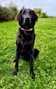 Dakota the Flat Coated Retriever sitting posed on grass