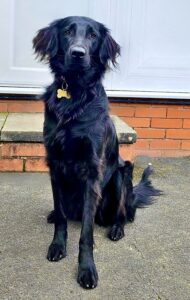 Dakota the Flat Coated Retriever sitting posed