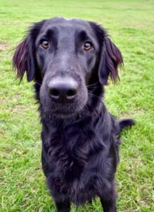 Dakota the Flat Coated Retriever close up frontal picture