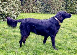Dakota the Flat Coated Retriever side profile (right)