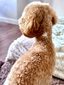 Ernie the Maltipoo from behind