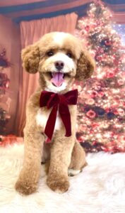 Ernie the Maltipoo with red bow at christmas