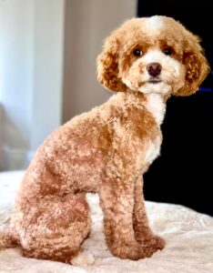 Ernie the Maltipoo sitting right side view