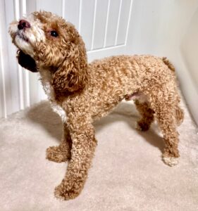 Ernie the Maltipoo left side view