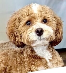 Ernie the Maltipoo close up posed