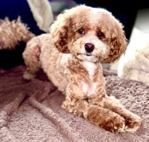Ernie the Maltipoo lying down posed on blanket