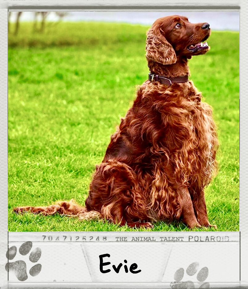Evie the Irish Setter Polaroid