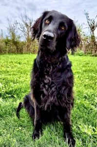 Leia the Flat Coat Retriever sitting posed with head tilt