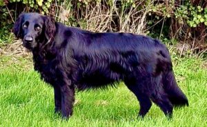 Leia the Flat Coat Retriever side profile (left)