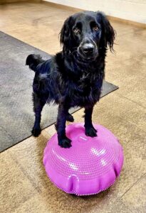 Leia the Flat Coat Retriever balancing on pink object