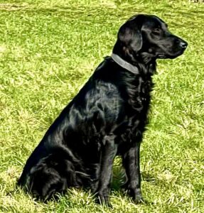 Leia the Flat Coat Retriever sat posed looking right