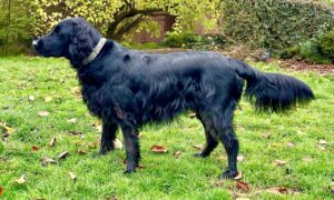 Leia the Flat Coat Retriever side profile (left)