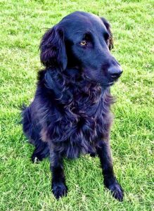 Leia the Flat Coat Retriever sitting calmly on grass