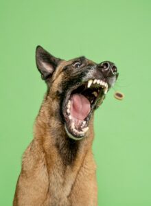 Linux the Belgian Shepherd Malinois catching a treat