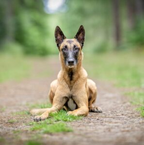 Linux the Belgian Shepherd Malinois laying down on a wooded track