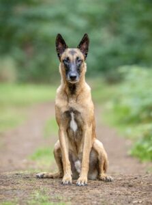 Linux the Belgian Shepherd Malinois sitting down on a wooded track