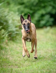 Linux the Belgian Shepherd Malinois running towards camera