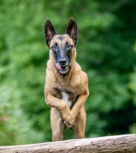 Linux the Belgian Shepherd Malinois running towards camera and jumping trunk