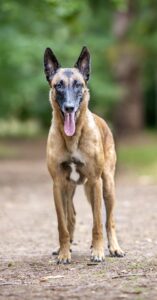 Linux the Belgian Shepherd Malinois standing still in the woods