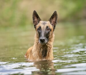 Linux the Belgian Shepherd Malinois sitting in the water